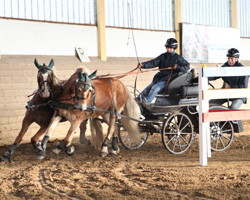 In Klasse A noch hinter Altmeister Hans-Joachim Thamm Zweite, gewann die 29-jährige Anja Krüger die M-Konkurrenz der Pony-Zweispänner. 